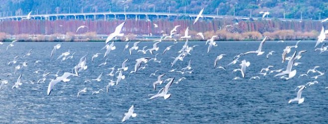 西遊記 - 雲南之旅之一：漫天海鷗的滇池