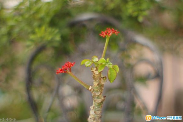 出售 德国\/日本 Porst 55mm F1.2 for Pentax K1