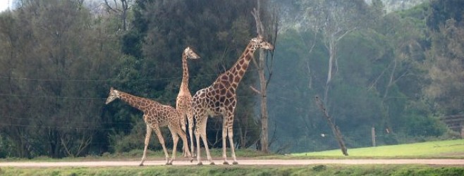 威瑞比野生動物園