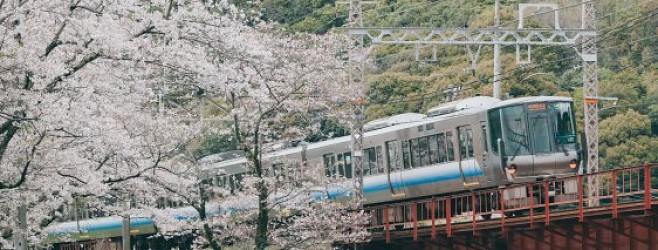 櫻花之旅｜關西地方｜下