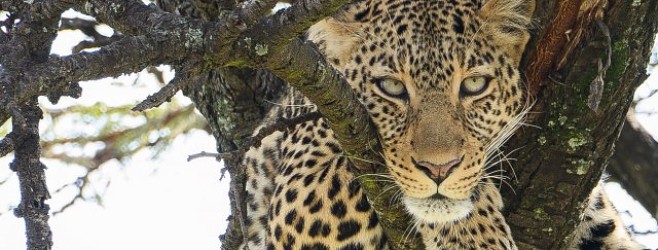 評測：東非Safari遊獵之旅中的Nikon Z6 III與28-400mm鏡頭 圖/文 Samson So