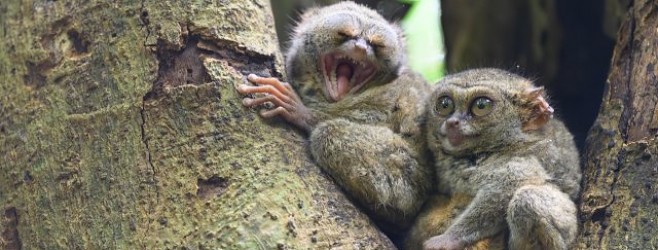 與400mm f/2.8 TC VR S同行的印尼東部跳島之旅