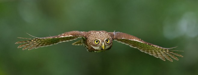 「索尼關心你健康」FE 400mm F4.5 GM OSS 及 FE 600mm F6.3 GM OSS 試用分享