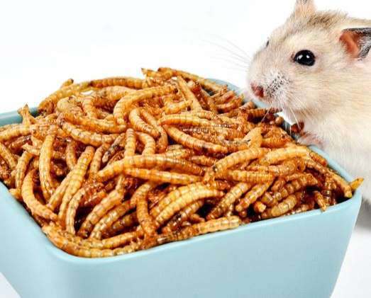 全新 倉鼠 零食 麵包蟲乾 Hamster Food 10g